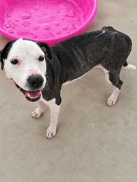 Chanel - Not at shelter (Holly) - Photo 4