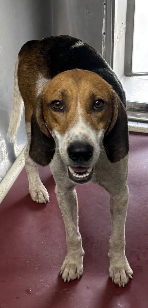 MITCHELL - NOT AT SHELTER (7HILLS) - Hound available for adoption