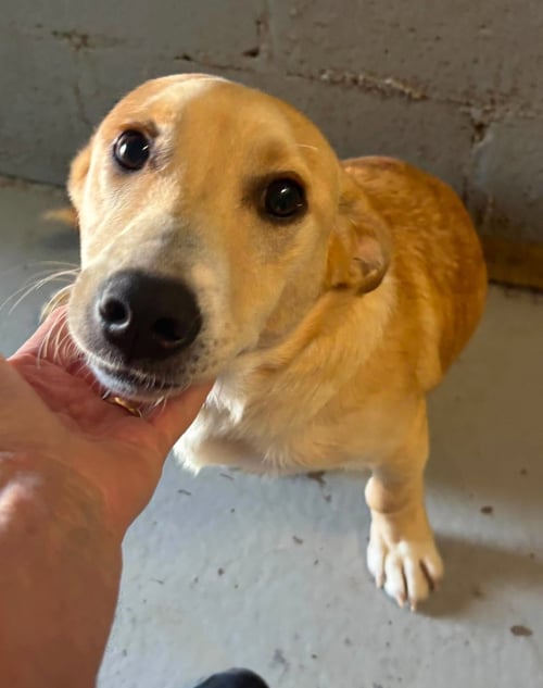 ROY - AT SHELTER AVAILABLE 8/31 - Corgi available for adoption