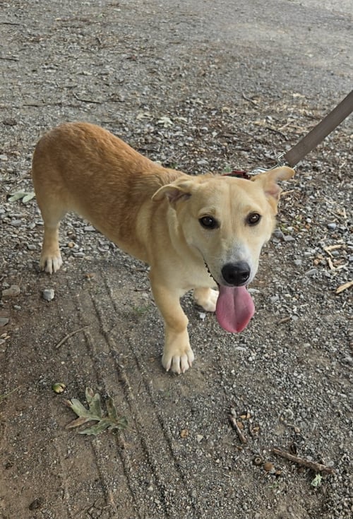 ROY - AT SHELTER AVAILABLE 8/31 - Corgi available for adoption