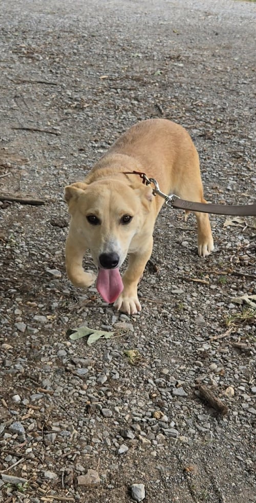 ROY - AT SHELTER AVAILABLE 8/31 - Corgi available for adoption