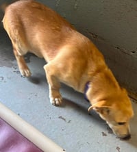 Roy - At shelter available 8/31 - Photo 2