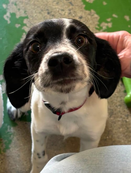 ANGEL: AT SHELTER