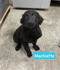Macchiato: Not at shelter Pam) - Photo 1