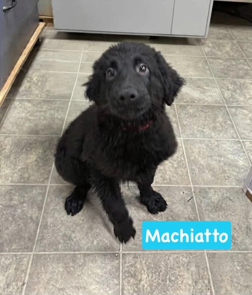 MACCHIATO: NOT AT SHELTER PAM) - Shepherd / Golden Retriever available for adoption