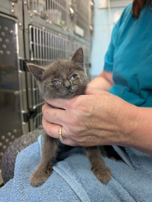 TOPAZ - AT SHELTER - Domestic Short Hair available for adoption