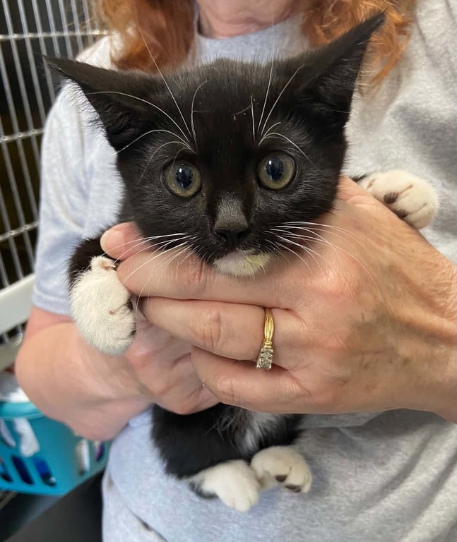 Winston - At shelter Image