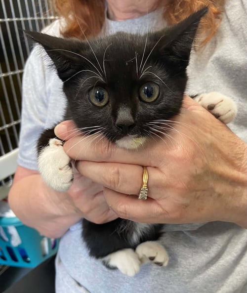 WINSTON - AT SHELTER - Domestic Short Hair available for adoption