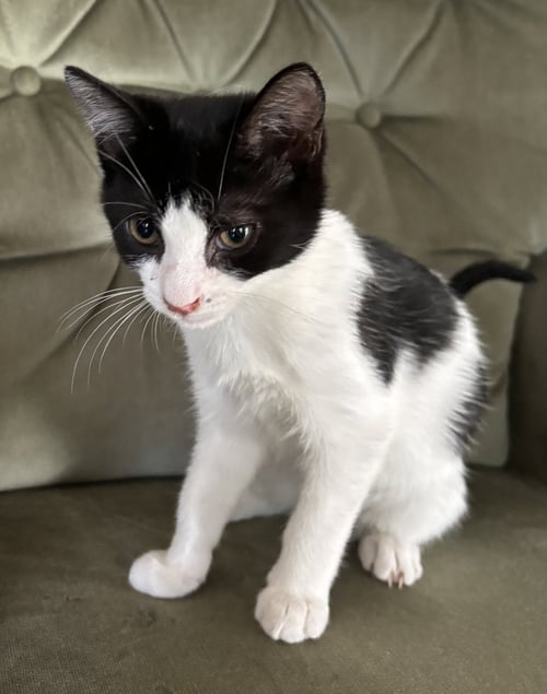 NEEKO - NOT AT SHELTER (APRIL) - Domestic Short Hair available for adoption