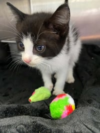 Neeko - Not at shelter (April) - Photo 1