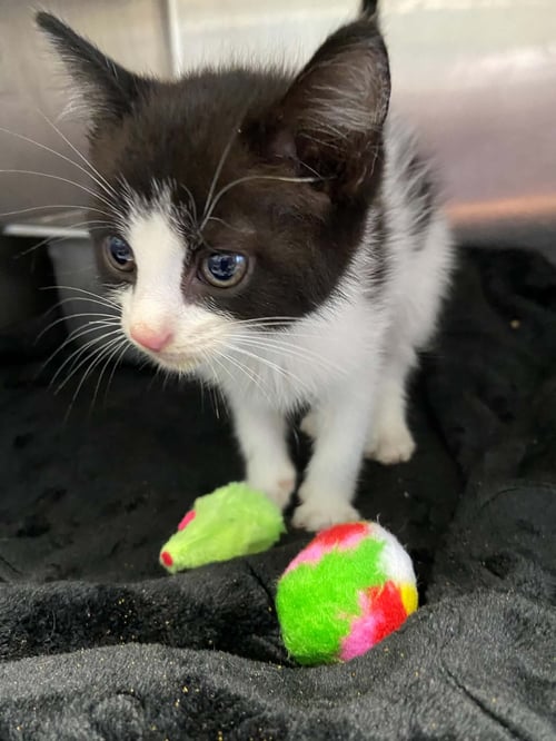 NEEKO - NOT AT SHELTER (APRIL) - Domestic Short Hair available for adoption