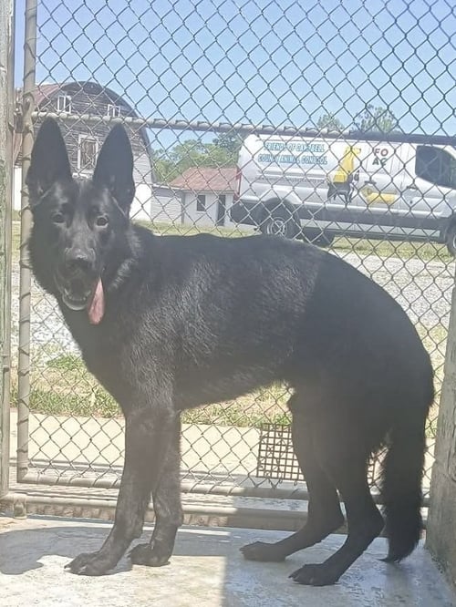 KOAL:  AT SHELTER: PENDING ADOPTION
