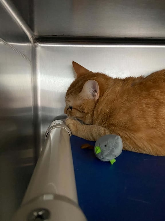 Dale: Not At shelter (Wendy) Image