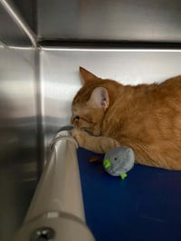 Dale: Not At shelter (Wendy) - Photo 1