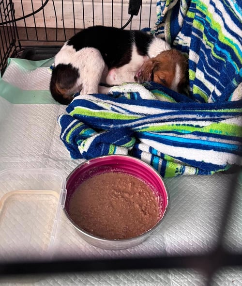 BAGEL: NOT AT SHELTER AVAILABLE 8/28 - Hound available for adoption