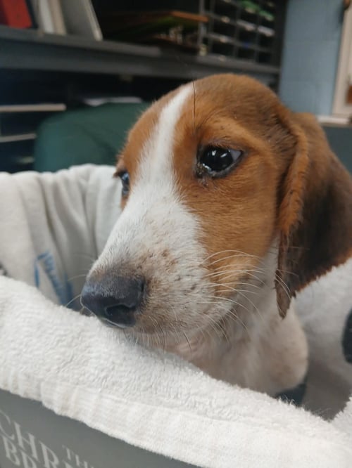 BAGEL: NOT AT SHELTER AVAILABLE 8/28 - Hound available for adoption