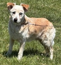Raine - (Oscar) - At shelter available 5/26 - Photo 1