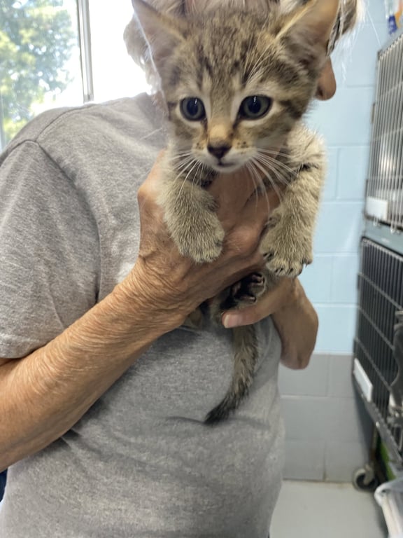 Souvenir - Not at the Shelter (Shannon) Image