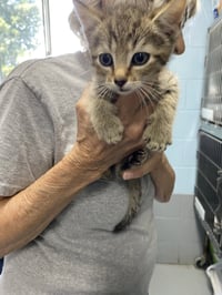 Souvenir - Not at the Shelter (Shannon) - Photo 1