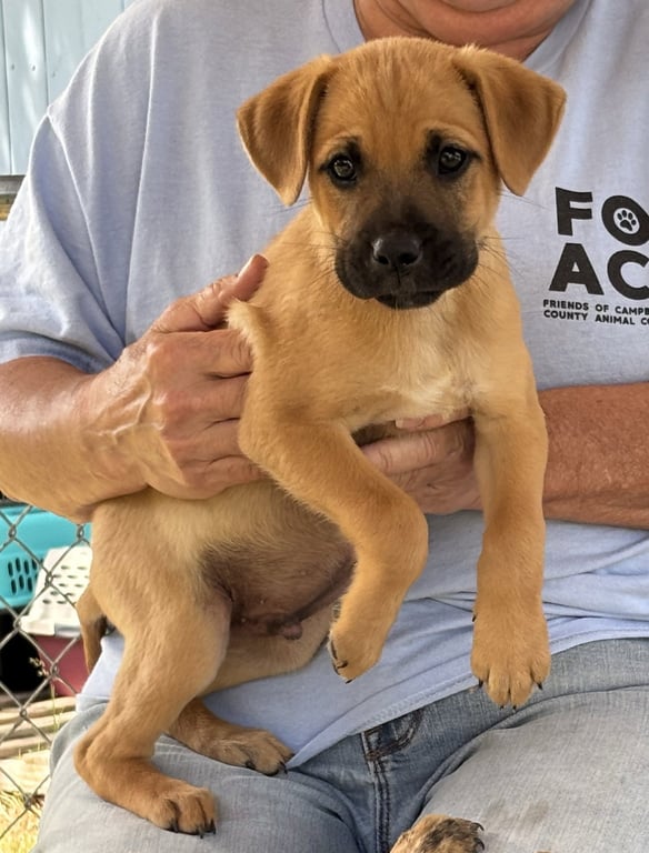 Charles Barkin: at the shelter Image