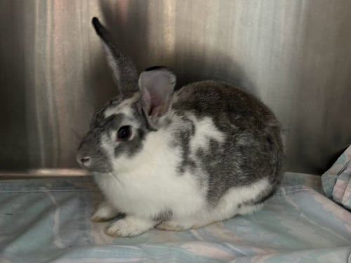 CLOVER AKA LOLLI - NOT AT SHELTER (ALLISON) - American available for adoption