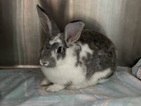 Tony: Not at shelter (Allison) - Photo 4