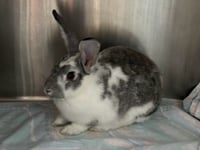 Clover aka Lolli - Not at shelter (Allison) - Photo 3
