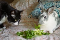 Tony: Not at shelter (Allison) - Photo 8