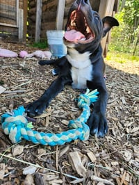 Chicken Nugget: Not at shelter (Kristi B) - Photo 5