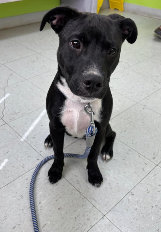Chicken Nugget: Not at shelter (Kristi B) Image