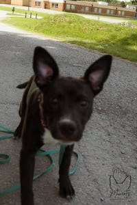 Chicken Nugget: Not at shelter (Kristi B) - Photo 4