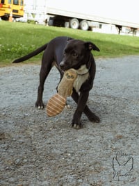 Chicken Nugget: Not at shelter (Kristi B) - Photo 2
