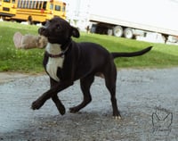 Chicken Nugget: Not at shelter (Kristi B) - Photo 3