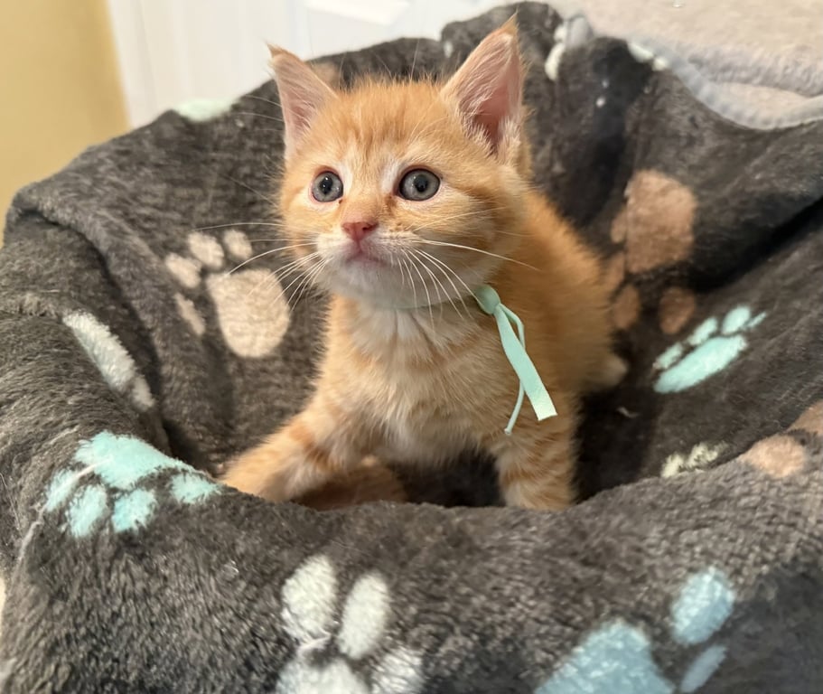 Crumbles-Not at the Shelter (Faith) Image
