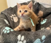 Crumbles-Not at the Shelter (Faith) - Photo 1