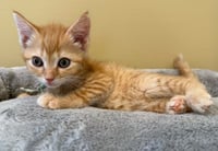 Crumbles-Not at the Shelter (Faith) - Photo 2