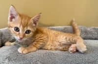Crumbles-Not at the Shelter (Faith) - Photo 3
