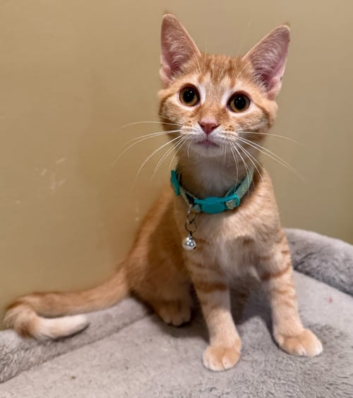 CRUMBLES-NOT AT THE SHELTER (FAITH) - Domestic Short Hair / Tabby available for adoption