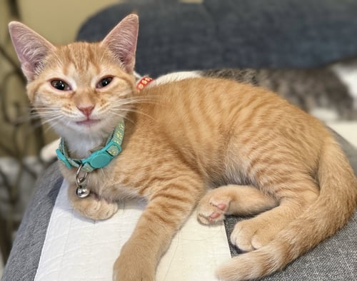 CRUMBLES-NOT AT THE SHELTER (FAITH) - Domestic Short Hair / Tabby available for adoption