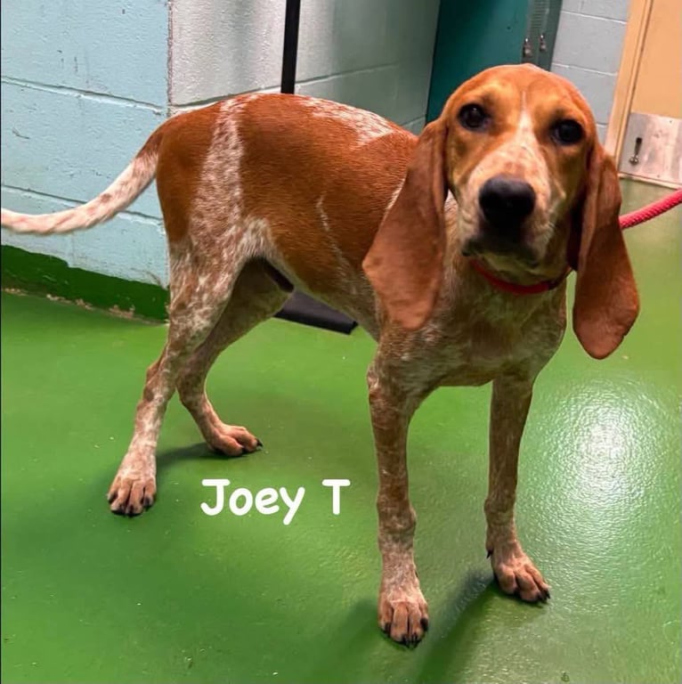 Joey T: At shelter Image