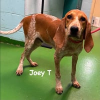 Joey T: At shelter - Photo 1