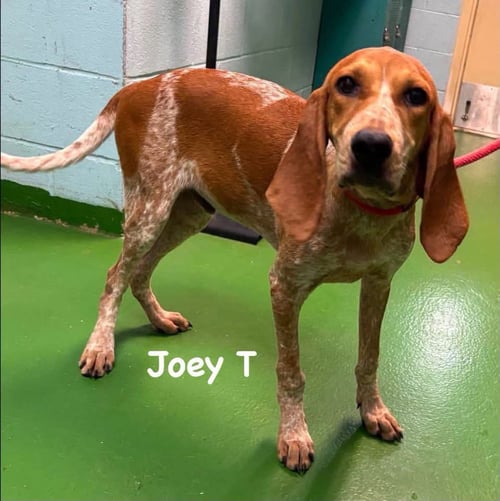 JOEY T: AT SHELTER - Hound available for adoption