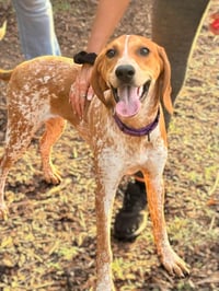 Joey T: Not At shelter - Photo 2