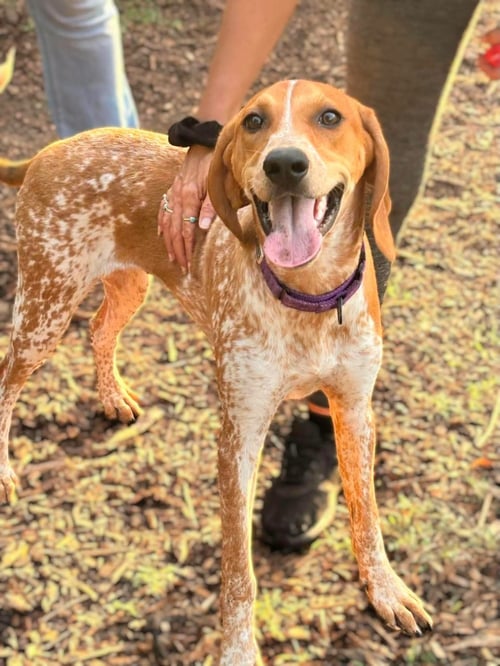 JOEY T: NOT AT SHELTER - English Coonhound available for adoption
