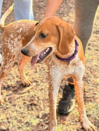 Joey T: Not At shelter - Photo 3