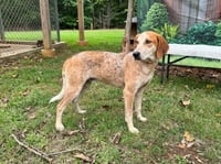 Joey T: Not At shelter - Photo 4