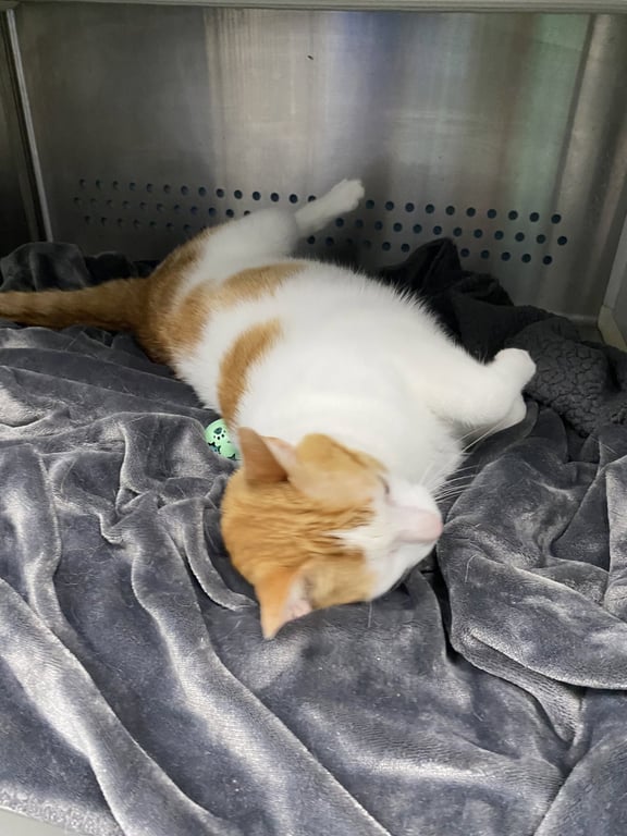 Ginger: At shelter Image
