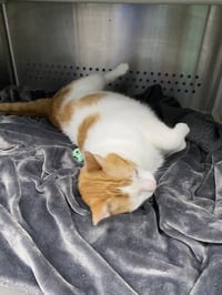 Ginger: At shelter - Photo 1