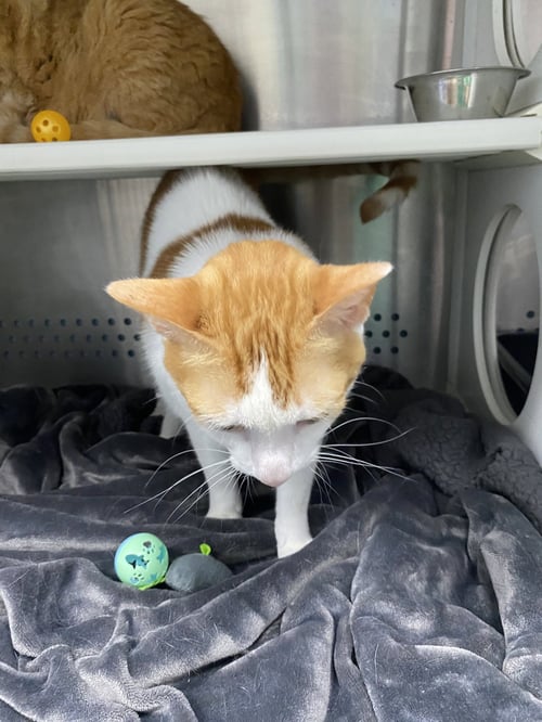 GINGER: AT SHELTER - Domestic Short Hair available for adoption
