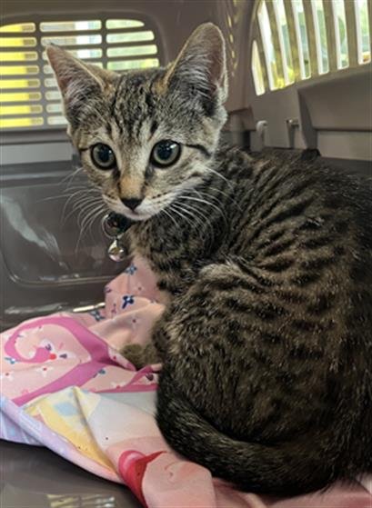 SKITTLES - Domestic Short Hair available for adoption